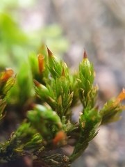 Orthotrichum stramineum