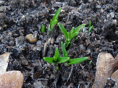 Hyacinthoides non-scripta