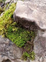 Trichostomum crispulum