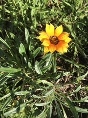 Gazania linearis