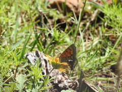 Phasis braueri