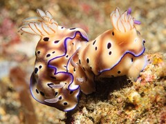 Hypselodoris tryoni