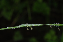 Glyceria notata