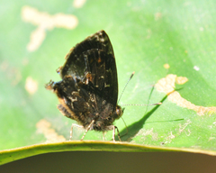 Ocaria ocrisia