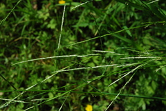 Glyceria notata