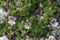 Erodium glandulosum