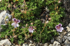 Erodium glandulosum