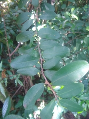 Erythroxylum