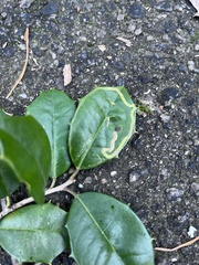 Phytomyza ilicis group