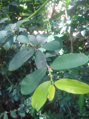 Erythroxylum