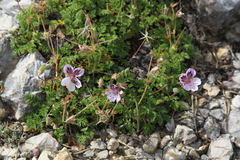 Erodium glandulosum