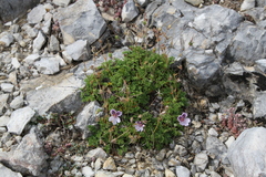 Erodium glandulosum