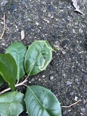 Phytomyza ilicis group