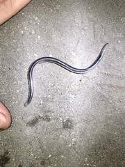 Afrotyphlops mucruso