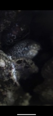 Gymnothorax pictus