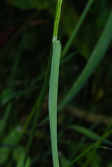 Glyceria notata