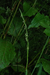 Glyceria notata
