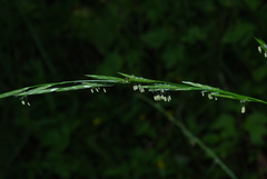 Glyceria notata
