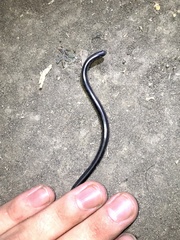 Afrotyphlops mucruso