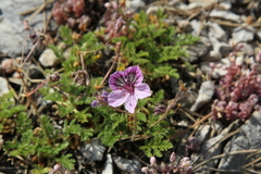 Erodium glandulosum