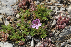 Erodium glandulosum