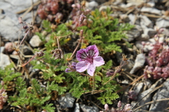Erodium glandulosum