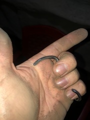 Afrotyphlops mucruso