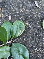 Phytomyza ilicis group