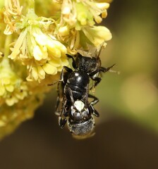 Hylaeus signatus
