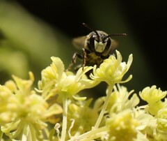 Hylaeus signatus