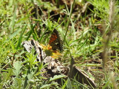 Phasis braueri