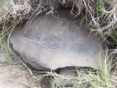 Chelonoidis niger vandenburghi