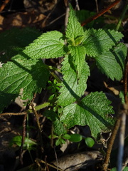 Lamium album