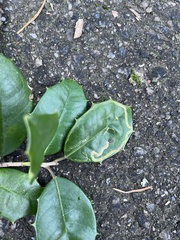 Phytomyza ilicis group