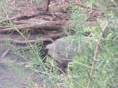 Chelonoidis niger vandenburghi