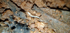 Scutigerella