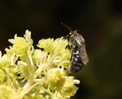 Hylaeus signatus