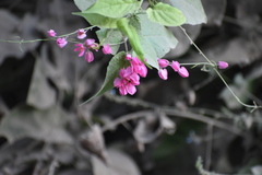 Antigonon