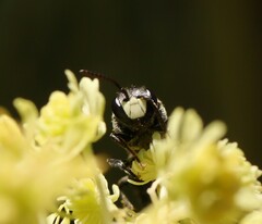 Hylaeus signatus