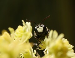 Hylaeus signatus