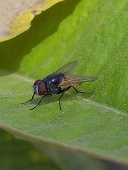 Musca ventrosa