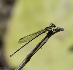 Argia oculata image
