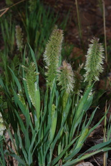 Image of Lamarckia aurea