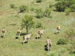 Tragelaphus oryx oryx