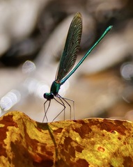 Neurobasis chinensis