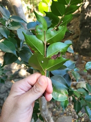 Eugenia biflora