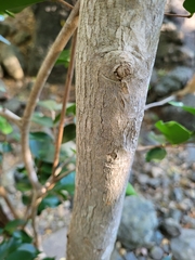 Eugenia biflora