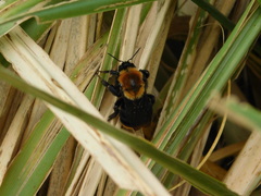 Bombus bellicosus