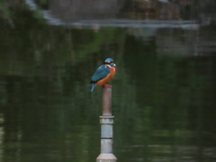 Alcedo atthis bengalensis