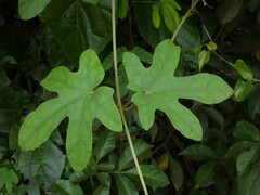 Stigmaphyllon palmatum